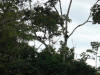 tropical hardwood with howler monkeys costa rica